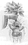 The Mandrake
