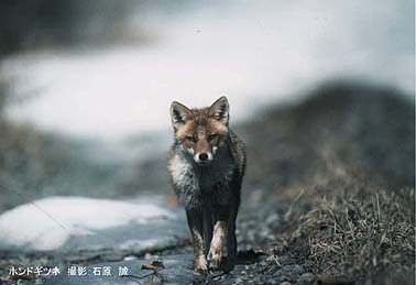 Kitsune