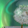 The Dandelion Templum