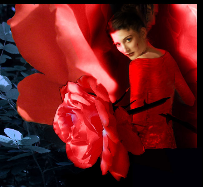 Red silk rose