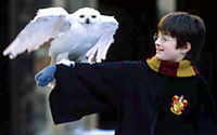 Harry and Hedwig