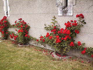 Roses